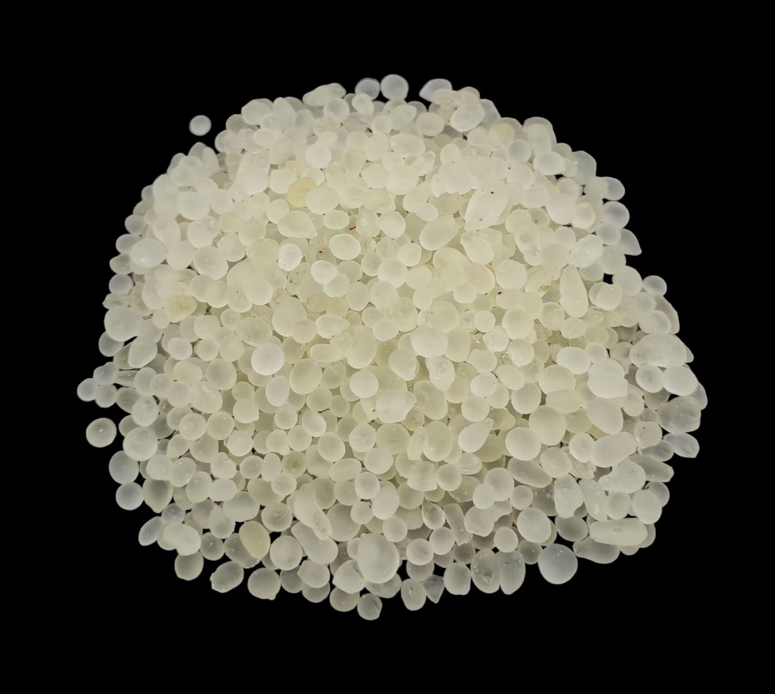 Maximus House Mastic Gum